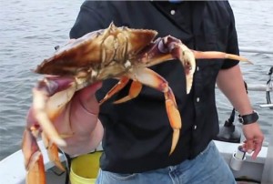 Shellfish Haven Package